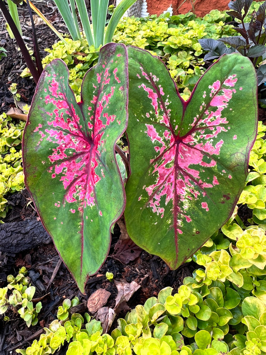 'Fire Chief' Caladium – Dazzling Red Radiance (2 Bulbs) - Blue Buddha Farm