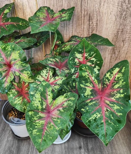 'Flatter Me' Caladium – Mottled Green Elegance (2 Bulbs) - Blue Buddha Farm