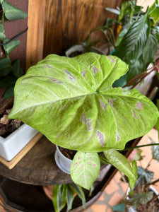 Florida Beauty Caladium (2 bulbs)