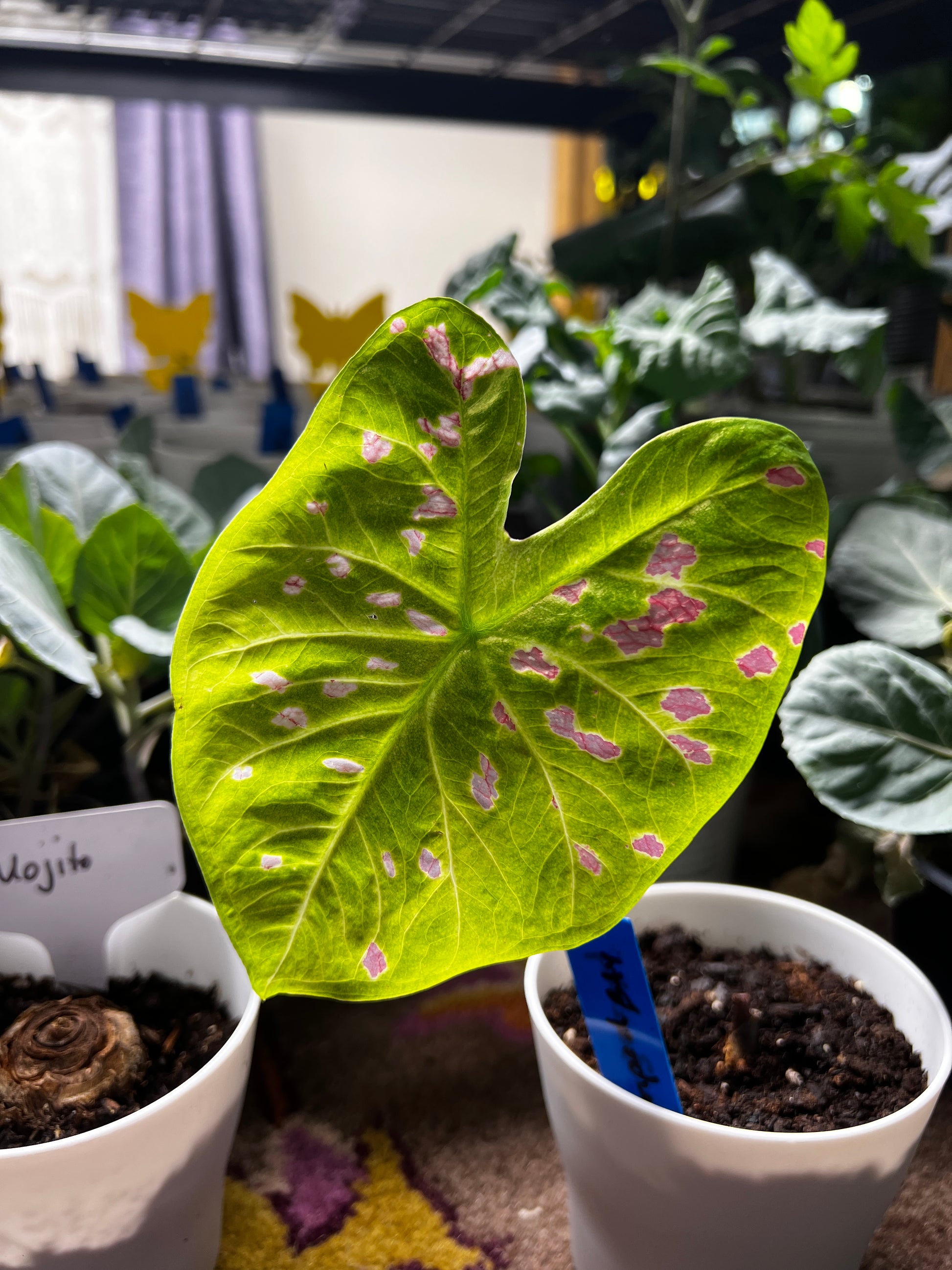 'Florida Beauty' Caladium – A Masterpiece of Foliage (2 Bulbs) - Blue Buddha Farm