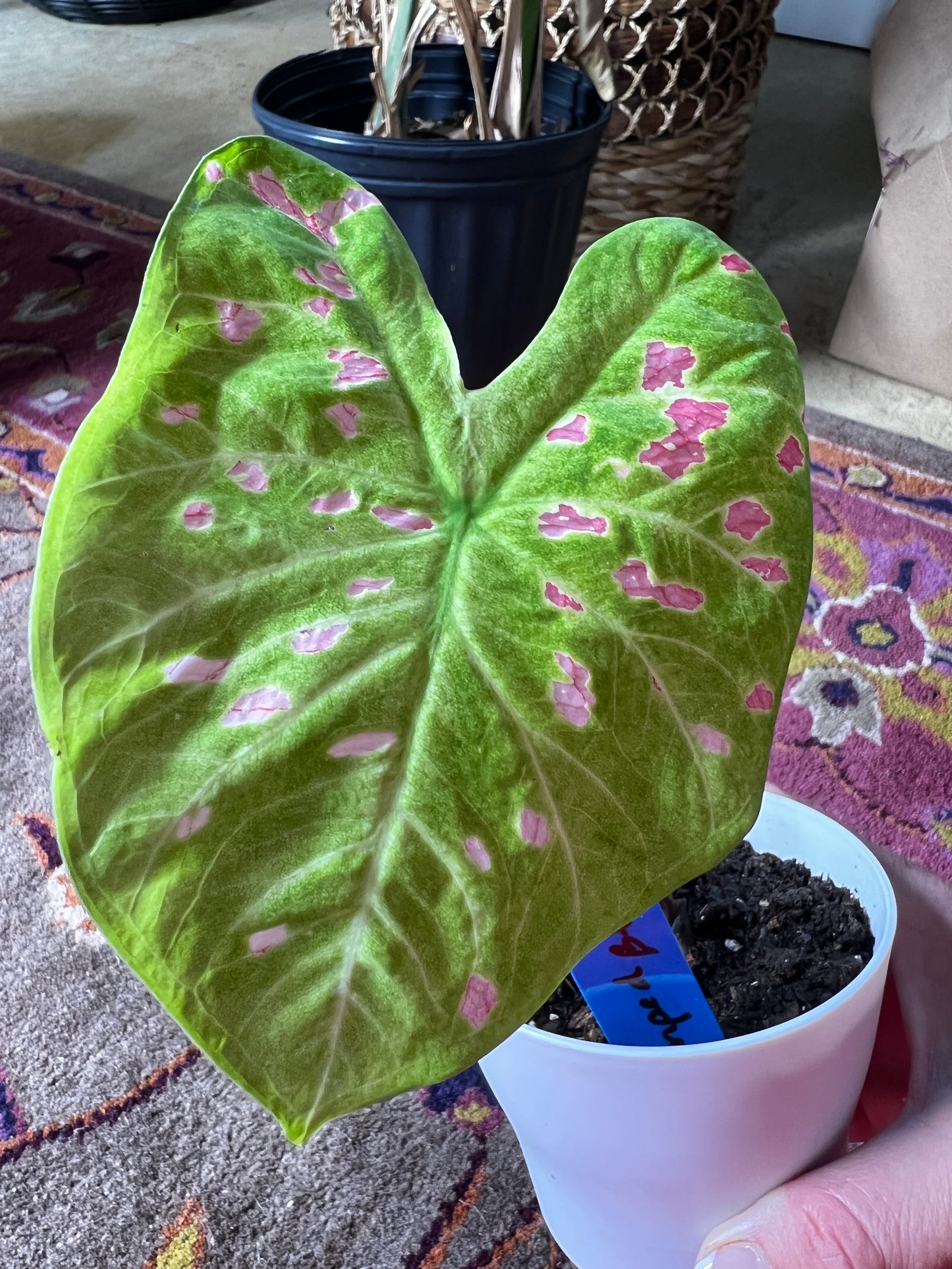 'Florida Beauty' Caladium – A Masterpiece of Foliage (2 Bulbs) - Blue Buddha Farm