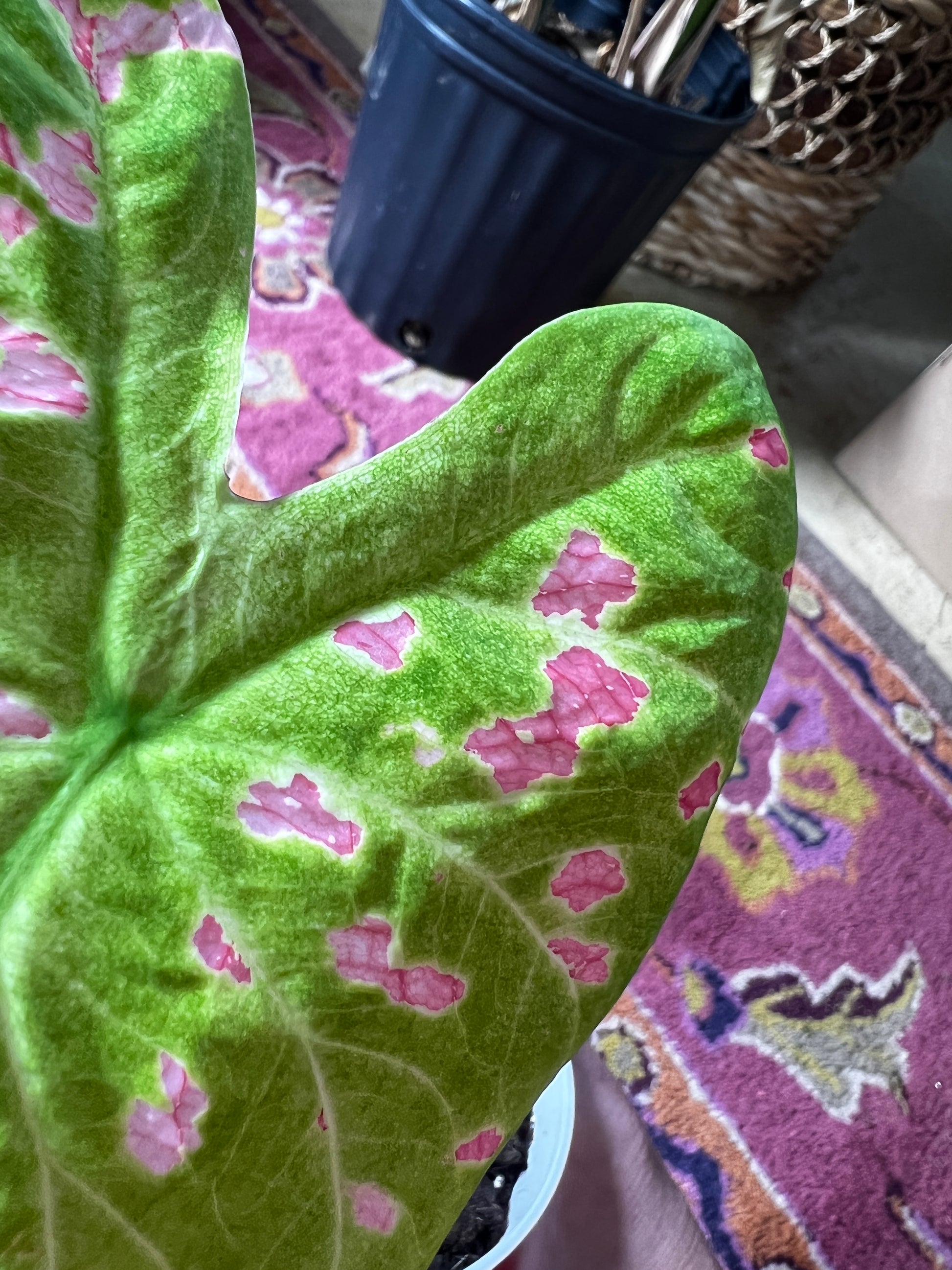 'Florida Beauty' Caladium – A Masterpiece of Foliage (2 Bulbs) - Blue Buddha Farm