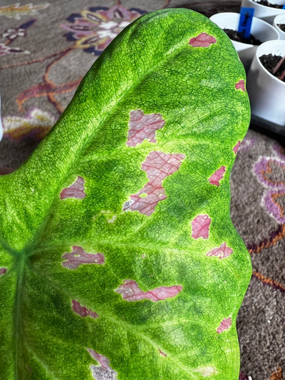 'Florida Beauty' Caladium – A Masterpiece of Foliage (2 Bulbs) - Blue Buddha Farm