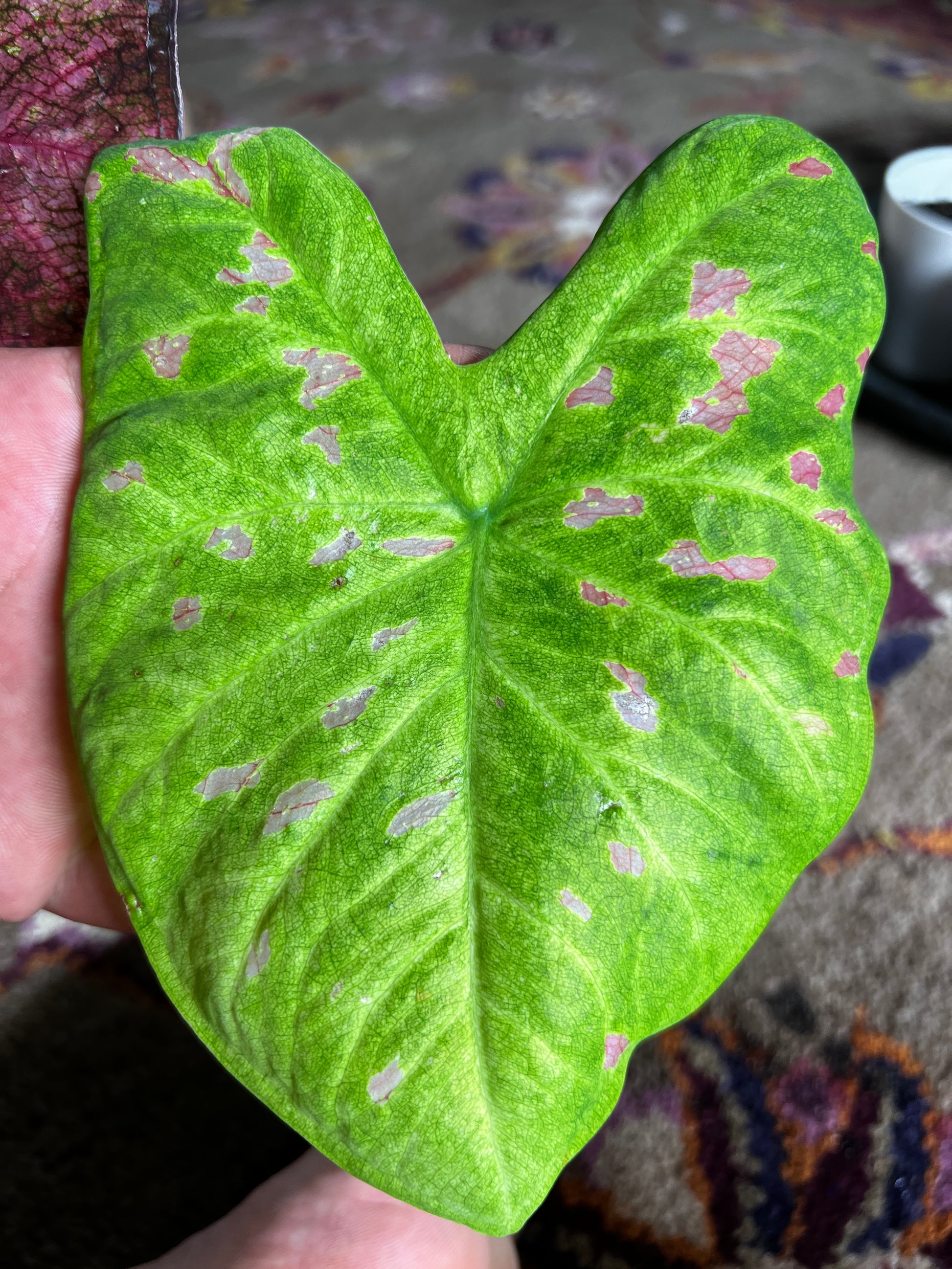 'Florida Beauty' Caladium – A Masterpiece of Foliage (2 Bulbs) - Blue Buddha Farm