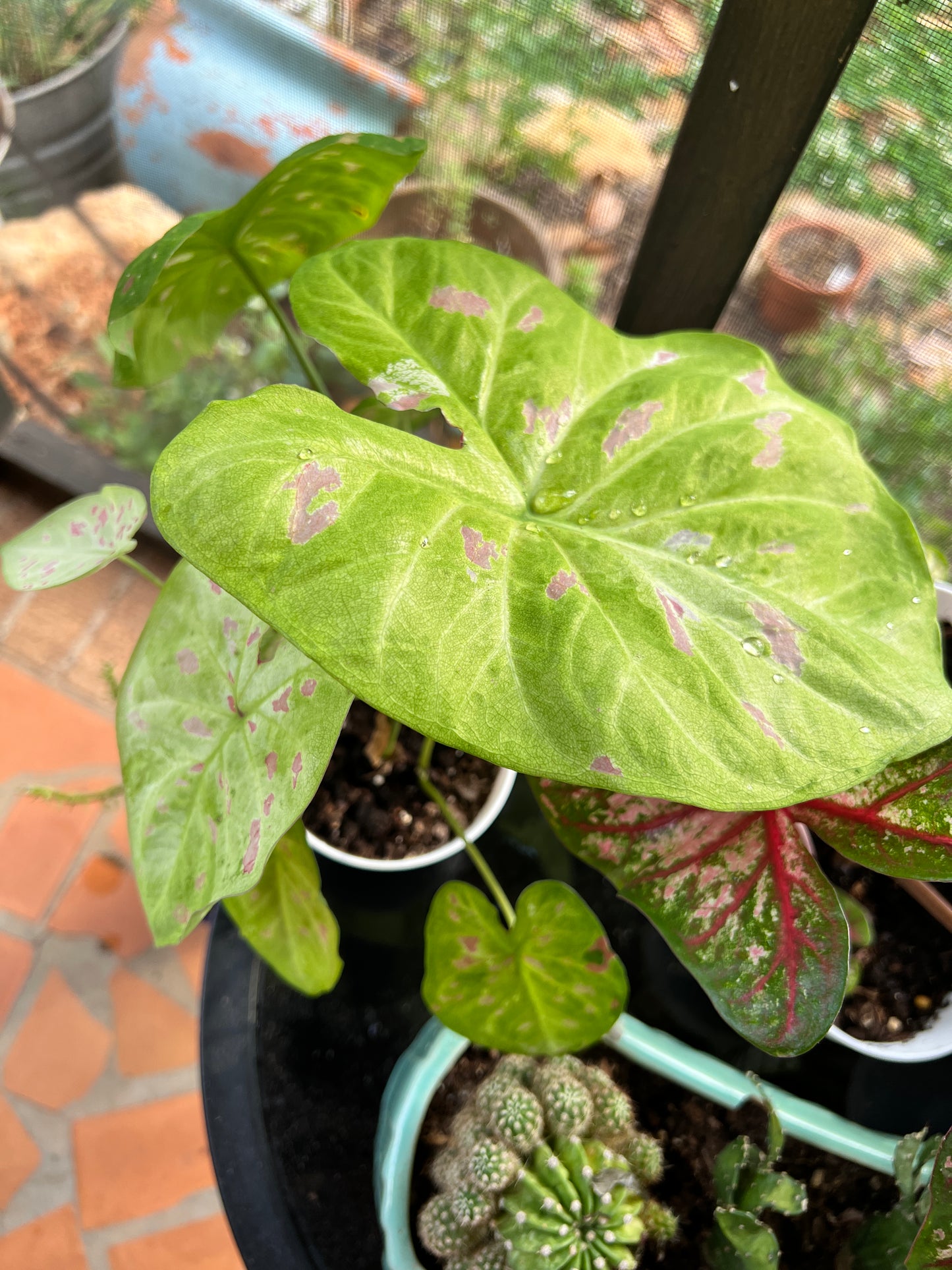 'Florida Beauty' Caladium – A Masterpiece of Foliage (2 Bulbs) - Blue Buddha Farm