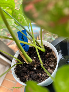 Florida Beauty Caladium (2 bulbs)