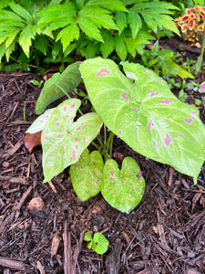 Florida Beauty Caladium (2 bulbs)