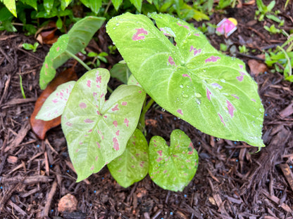 'Florida Beauty' Caladium – A Masterpiece of Foliage (2 Bulbs) - Blue Buddha Farm