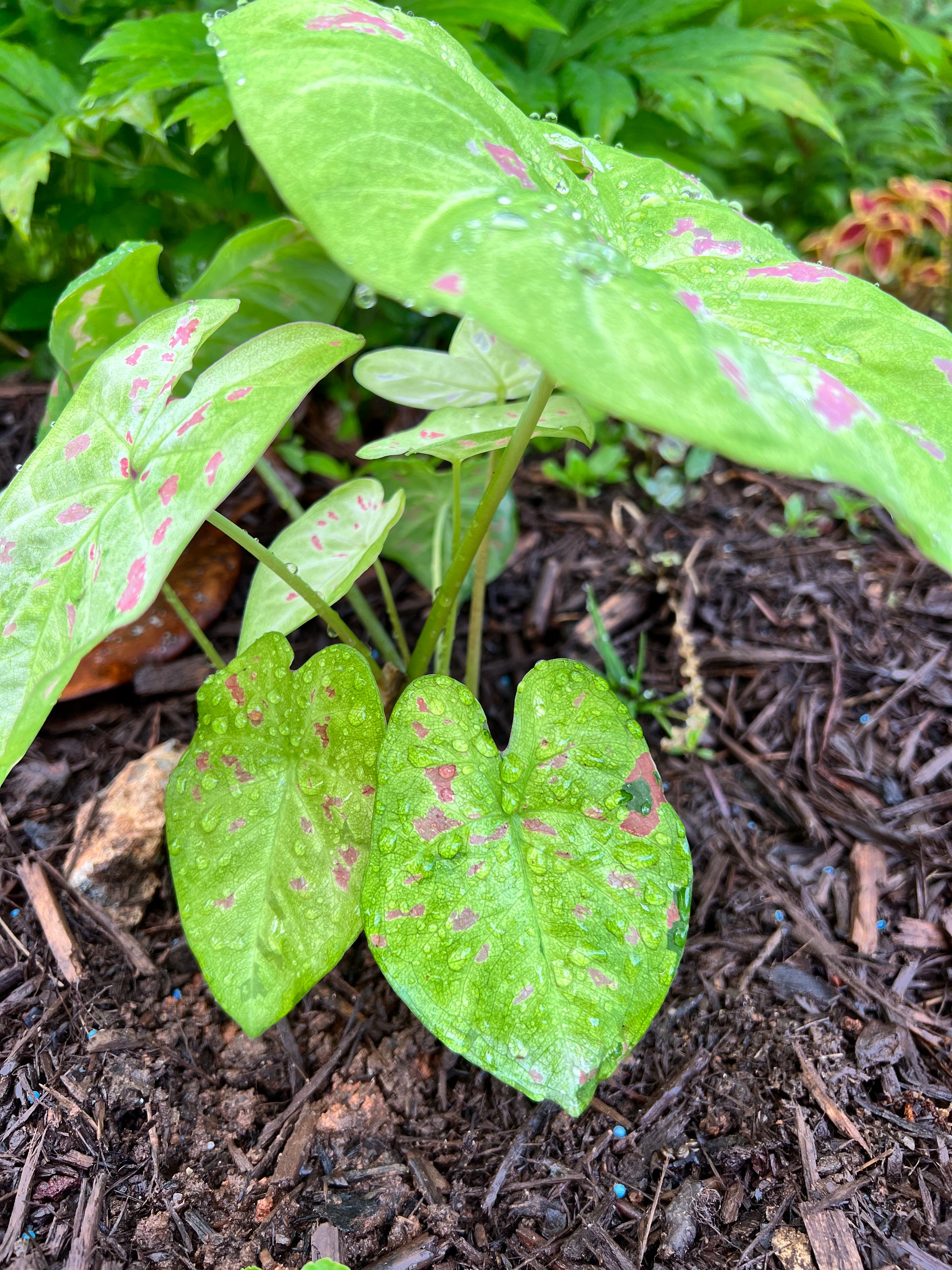 'Florida Beauty' Caladium – A Masterpiece of Foliage (2 Bulbs) - Blue Buddha Farm