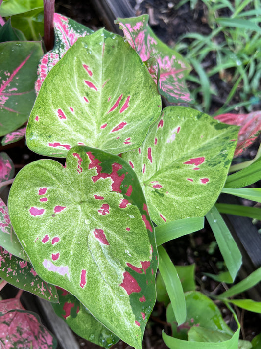'Florida Beauty' Caladium – A Masterpiece of Foliage (2 Bulbs) - Blue Buddha Farm