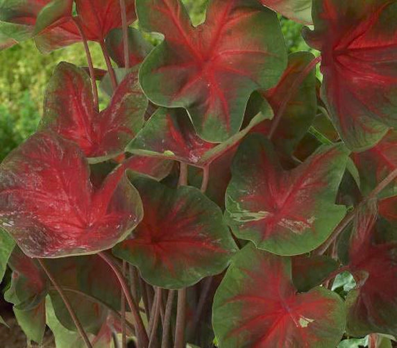 Florida Cardinal Caladium (2 Bulbs) ** Preorder for Spring 2024 ** - Blue Buddha Farm