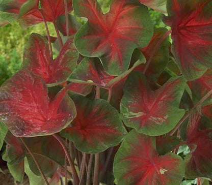 Florida Cardinal Caladium (2 Bulbs) ** Preorder for Spring 2024 ** - Blue Buddha Farm