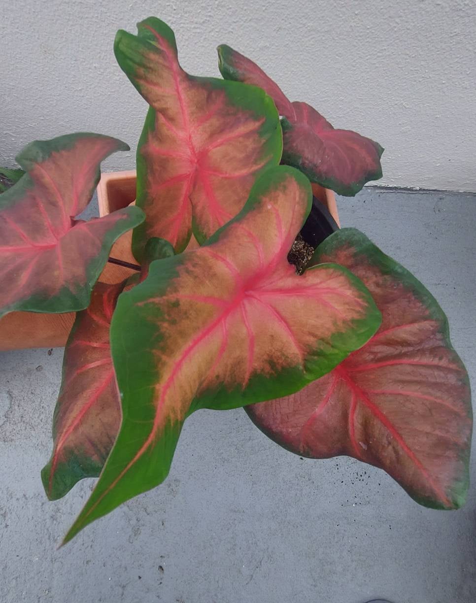 Florida Cardinal Caladium (2 Bulbs) ** Preorder for Spring 2024 ** - Blue Buddha Farm