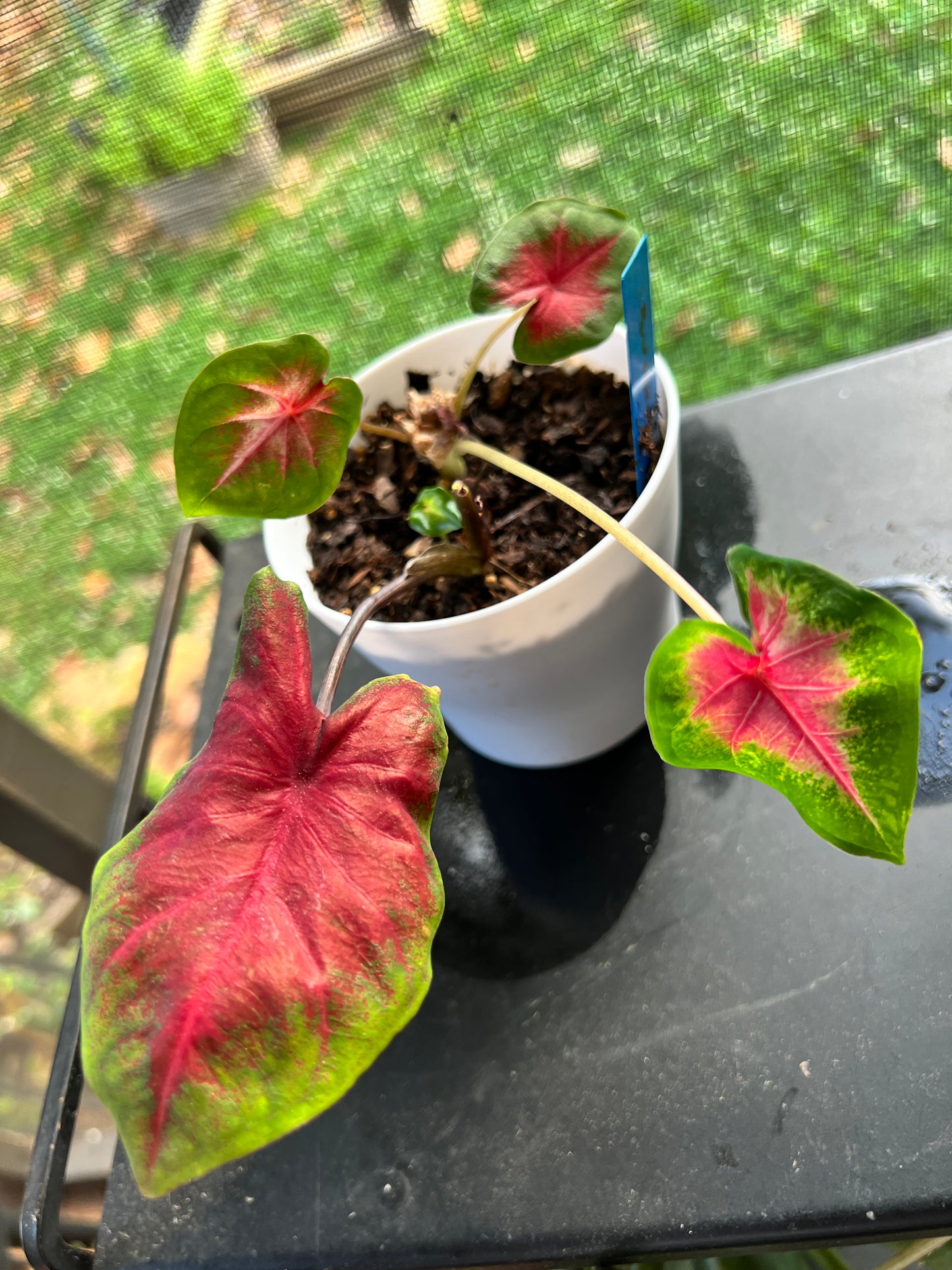 Florida Cardinal Caladium (2 Bulbs) ** Preorder for Spring 2024 ** - Blue Buddha Farm