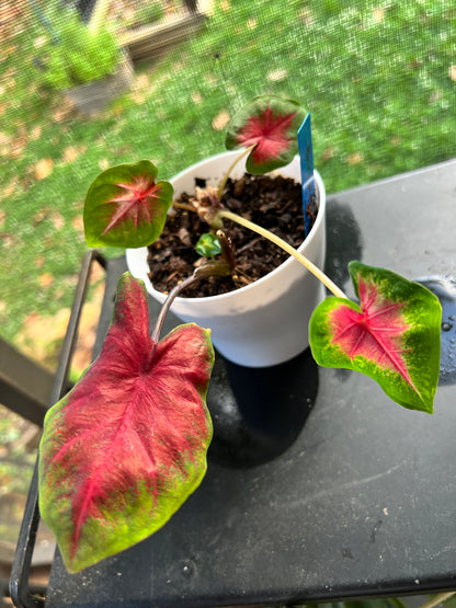 Florida Cardinal Caladium (2 Bulbs) ** Preorder for Spring 2024 ** - Blue Buddha Farm