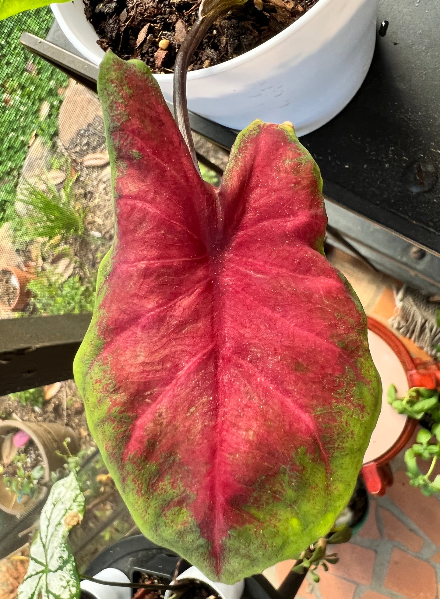 Florida Cardinal Caladium (2 Bulbs) ** Preorder for Spring 2024 ** - Blue Buddha Farm