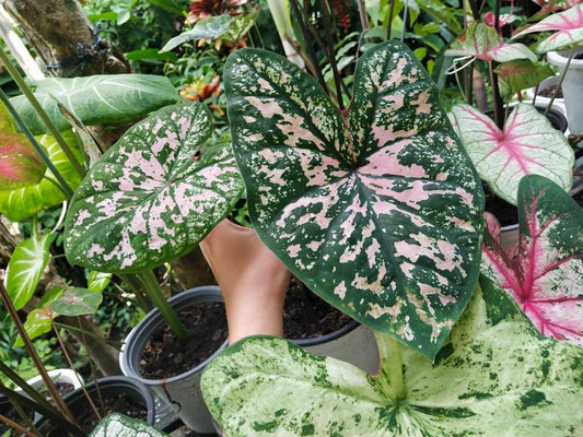'Florida Elise' Caladium – Shimmering Pink Splendor (2 Bulbs) - Blue Buddha Farm