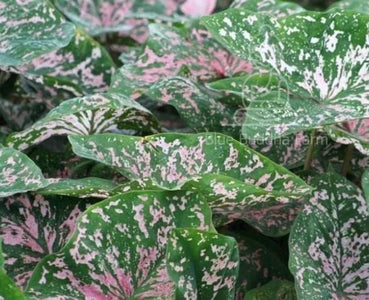 Florida Elise Caladium (2 Bulbs)