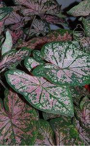 Florida Elise Caladium (2 Bulbs)