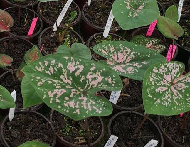 Florida Elise Caladium (2 Bulbs)