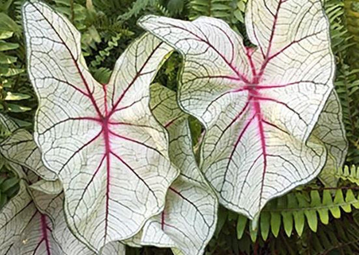 Florida Fantasy Caladium Bulbs (2 per order)  ** Preorder for Spring 2024 **