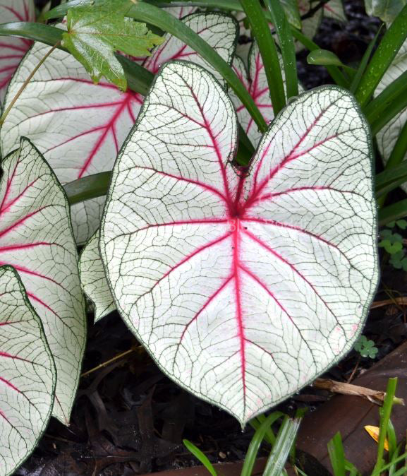 Florida Fantasy Caladium Bulbs (2 per order)  ** Preorder for Spring 2024 **