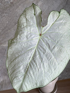 Florida Moonlight Caladium (2 bulbs)
