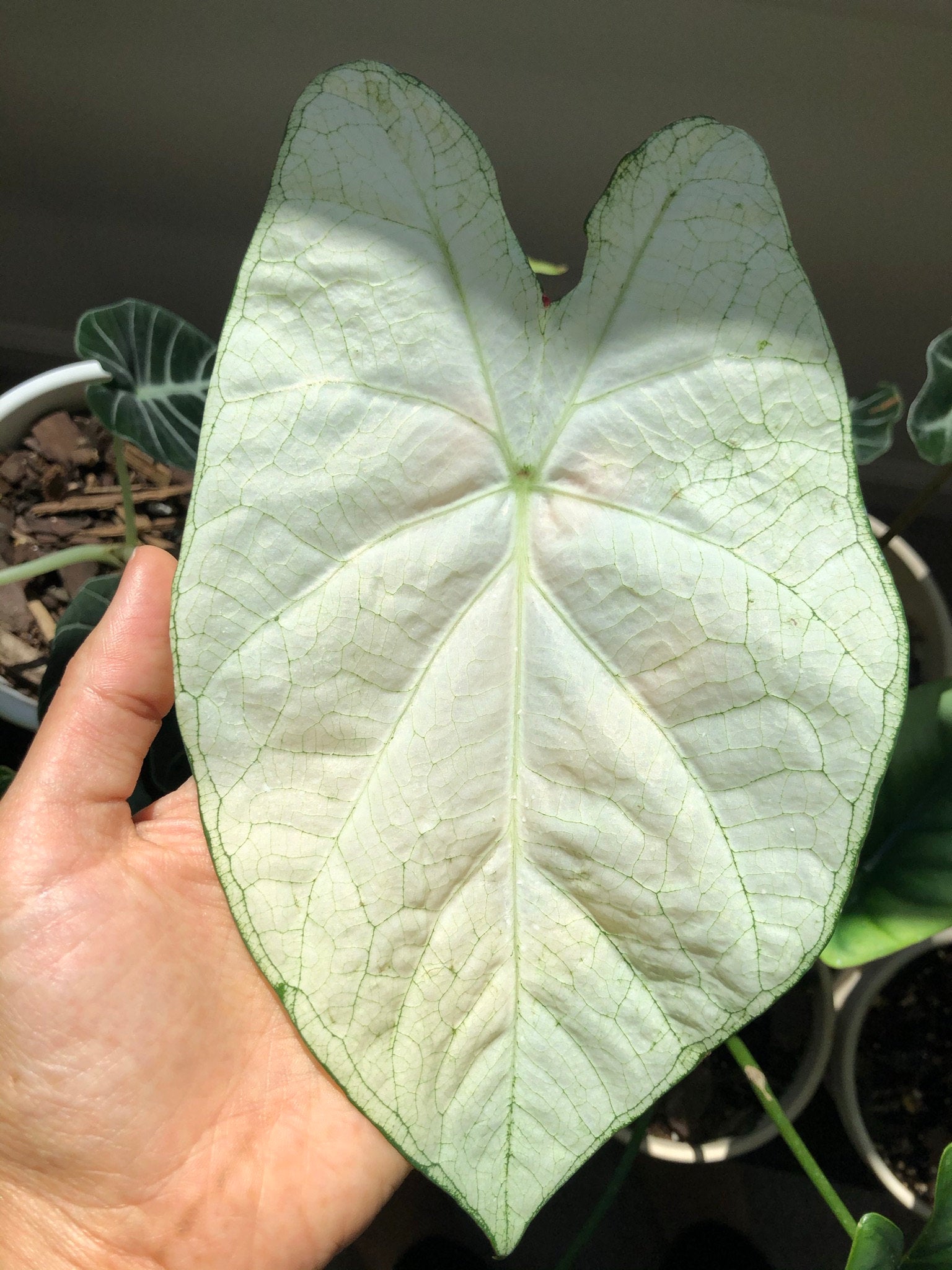 Florida Moonlight Caladium (2 bulbs)