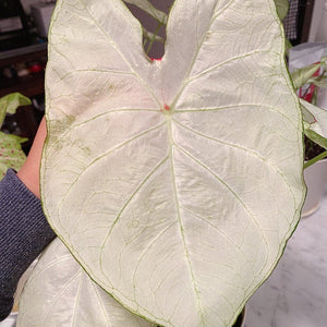 Florida Moonlight Caladium (2 bulbs)