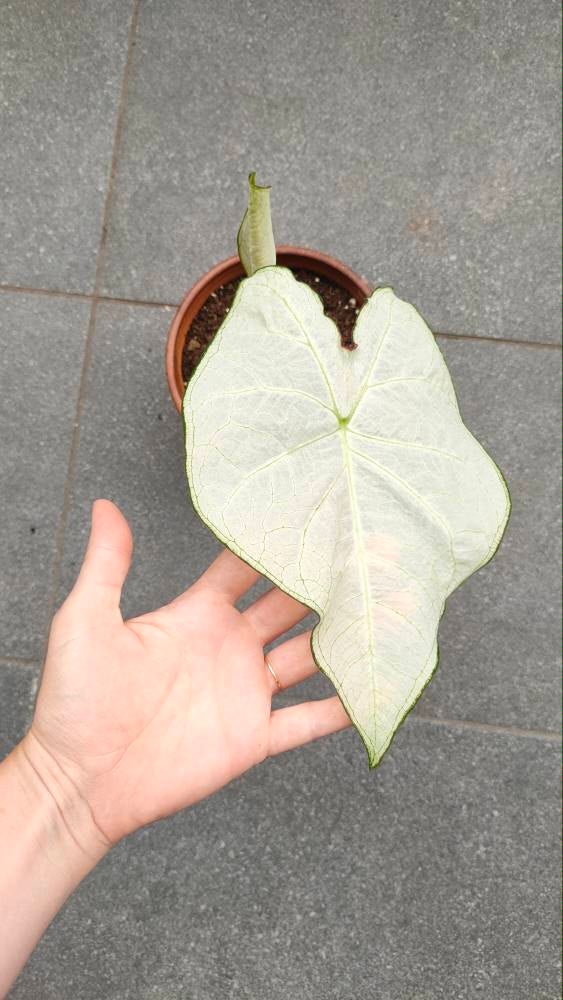 Florida Moonlight Caladium (2 bulbs)
