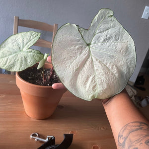 Florida Moonlight Caladium (2 bulbs)