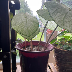 Florida Moonlight Caladium (2 bulbs)