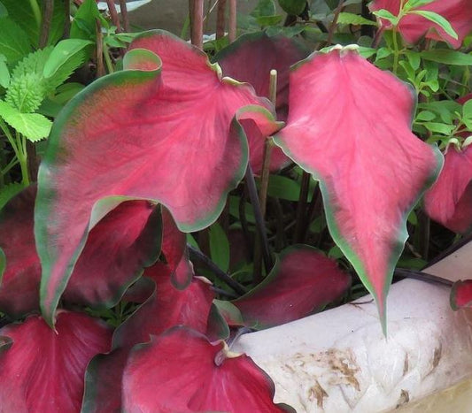 Florida Red Ruffles (2 Bulbs) - Blue Buddha Farm