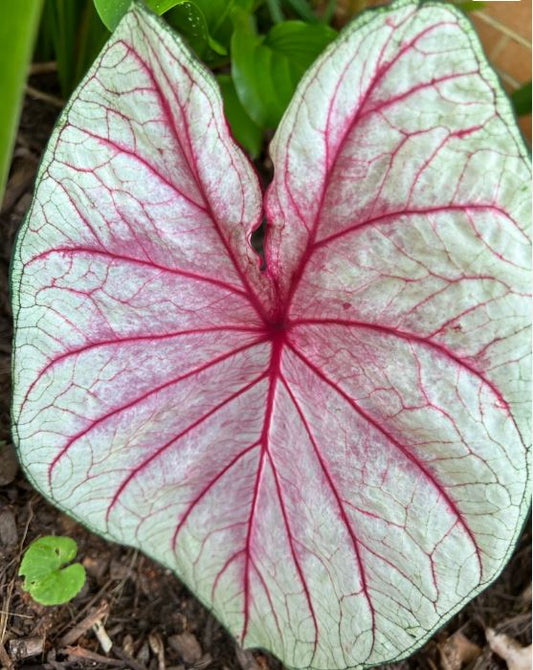 'Florida Sunrise' Caladium – Radiant Dawn in Foliage (2 Bulbs) - Blue Buddha Farm