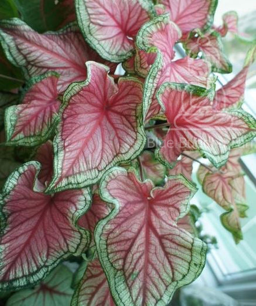 Florida Sweetheart Caladium (2 Bulbs)