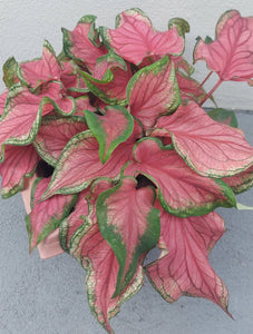 Florida Sweetheart Caladium (2 Bulbs)