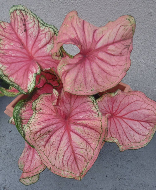 'Florida Sweetheart' Caladium – Sparkling Pink and Red Charm (2 Bulbs) - Blue Buddha Farm