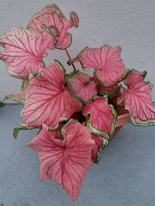 Florida Sweetheart Caladium (2 Bulbs)