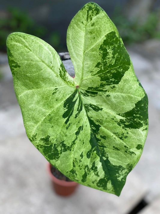 'Frog in a Blender' Caladium – Whirl of Whimsy (2 Bulbs) - Blue Buddha Farm