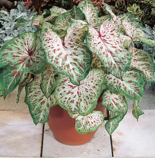 'Gingerland' Caladium – Speckled Splendor (2 Bulbs) - Blue Buddha Farm