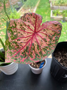 Gypsy Rose Caladium (2 Bulbs)