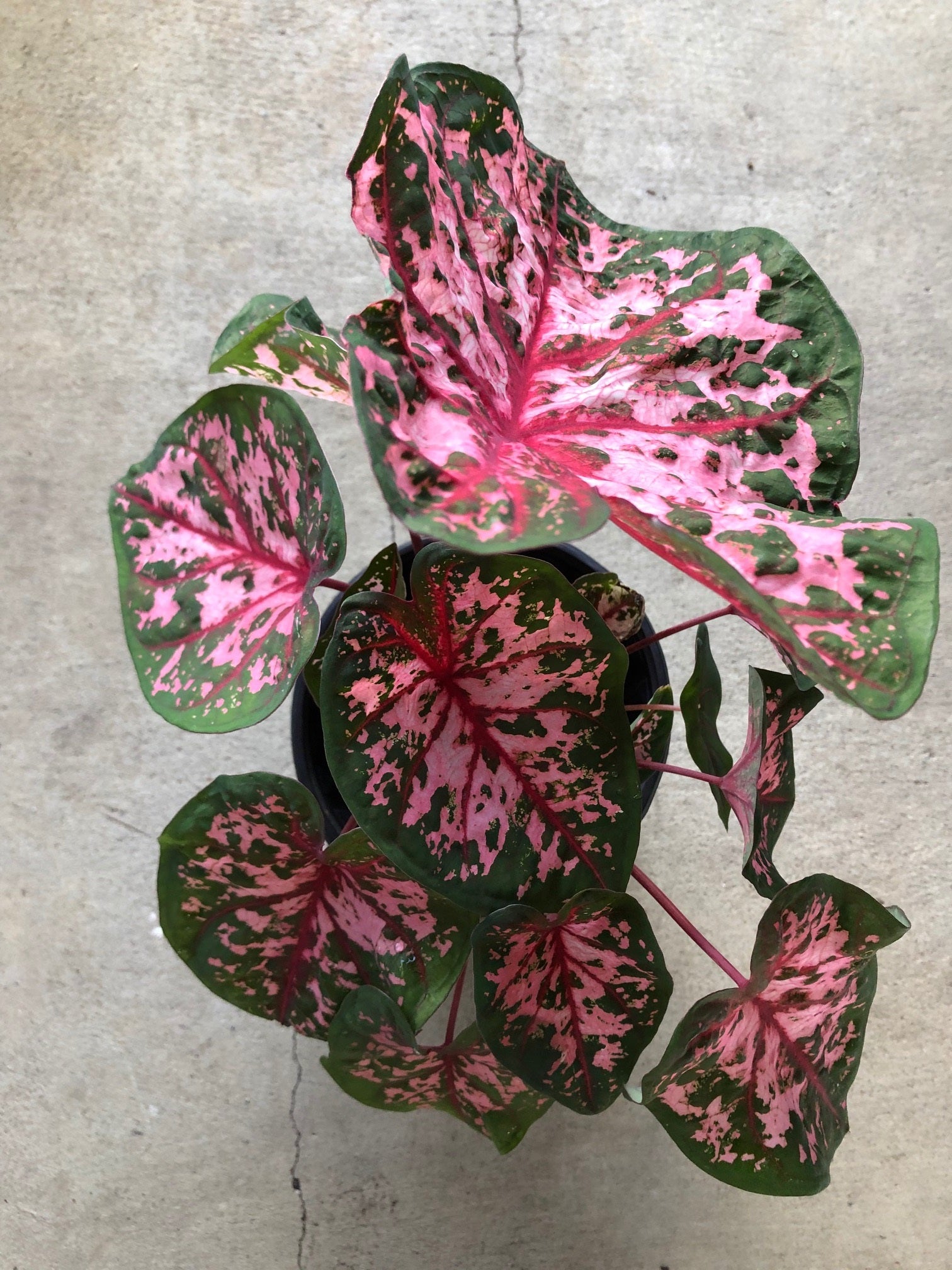 Gypsy Rose Caladium (2 Bulbs)