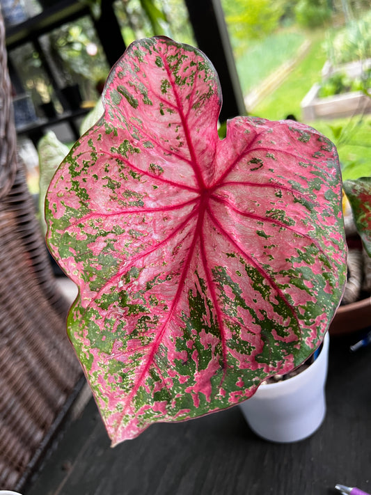 Gypsy Rose' Caladium – Pink Party Splashes (2 Bulbs) - Blue Buddha Farm