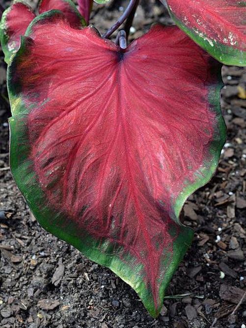 'Heart's Delight' Caladium – Ruby Red Elegance (2 Bulbs) - Blue Buddha Farm