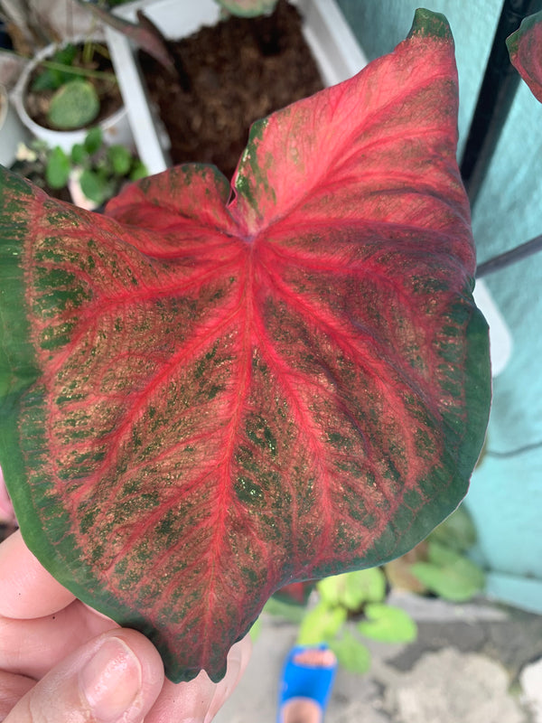 Caladium Hearts Delight Blue Buddha Farm