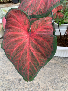Hearts Delight Caladium (2 bulbs)