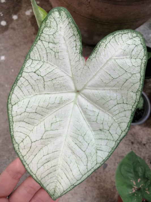 'June Bride' Caladium – Tranquil White Elegance (2 Bulbs) - Blue Buddha Farm