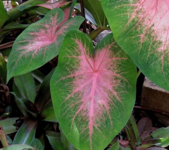 Kathleen Caladium (2 Bulbs)