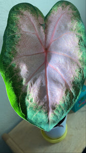 Kathleen Caladium (2 Bulbs)