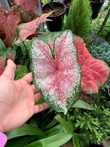 Ms WB Haldeman Caladium